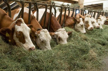 Питательные свойства корма для скота