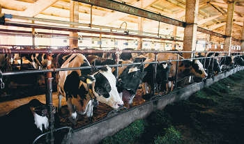 Организация молочного производства с технологией привязного содержания коров
