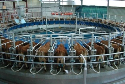 Машинное доение коров
