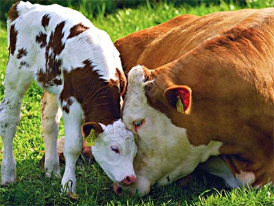 Диагностика мастита у дойной коровы