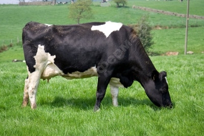 Выбор коровы для фермерского хозяйства
