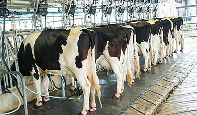 Промышленное доение коров