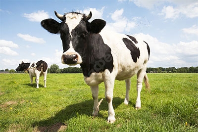 Мастит у дойных коров