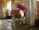 Купить Автоматическая щетка для чистки шкуры коров KERBL HAPPYCOW Swing