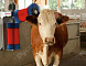 Купить Автоматическая щетка для чистки шкуры коров KERBL HAPPYCOW Duo