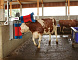 Купить Автоматическая щетка для чистки шкуры коров KERBL HAPPYCOW Duo